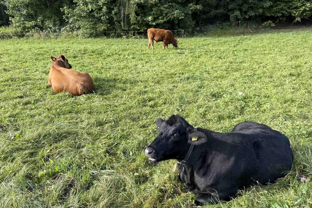 Weg durch die Weidewiesen